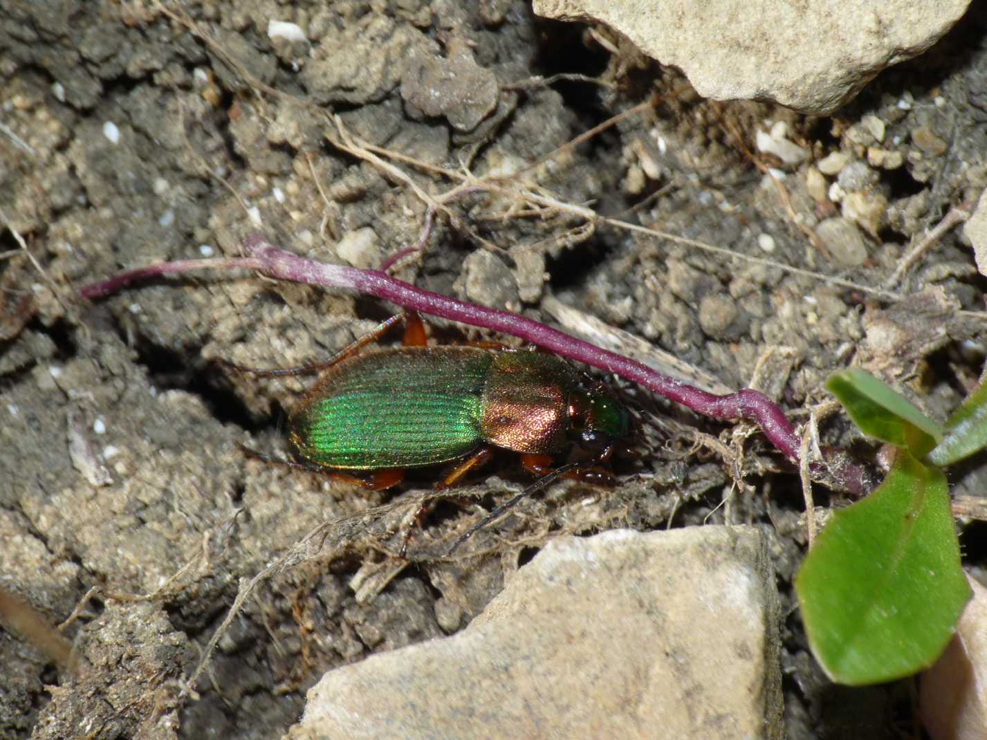 Chlaeniellus nigricornis e Chlaeniellus olivieri